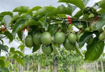 Cách trồng chanh dây từ A đến Z: hướng dẫn kỹ thuật chi tiết, dễ áp dụng cho năng suất ổn định