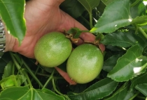 Chanh dây bao nhiêu calo? Bảng calo chi tiết và cách uống không tăng cân