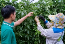 Chanh dây trồng ở đâu? 5 vùng phù hợp và cách chọn địa điểm tối ưu