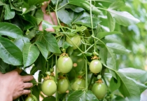 KCR GreenPassion cung cấp chanh dây số lượng lớn cho F&B và xuất khẩu