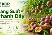 Năng suất chanh dây: Cách tính, yếu tố ảnh hưởng và giải pháp tối ưu