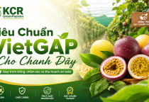Tiêu Chuẩn Vietgap Cho Chanh Dây: Quy Trình Trồng, Chăm Sóc, Thu Hoạch An Toàn