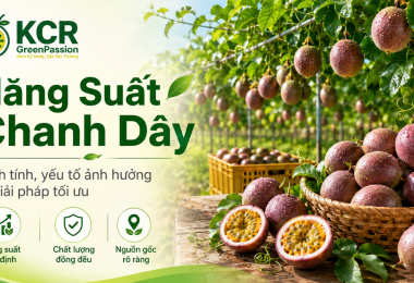 Năng suất chanh dây: Cách tính, yếu tố ảnh hưởng và giải pháp tối ưu