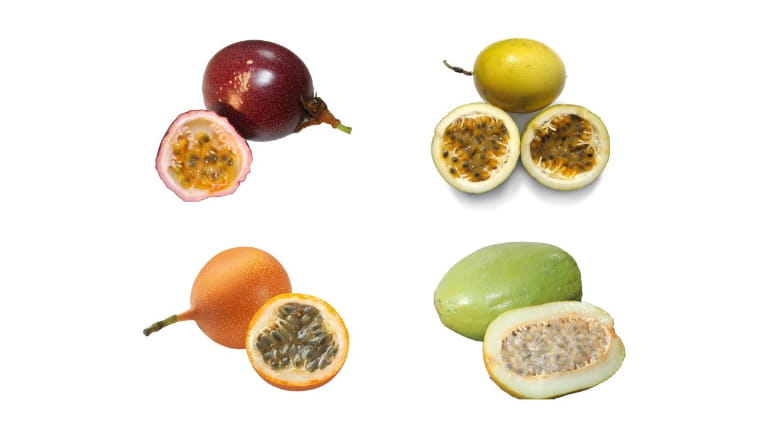 Phân loại các loại giống chanh dây chủ lực