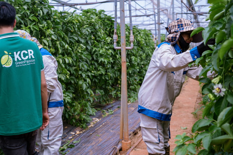 KCR GreenPassion - nguồn cung chanh dây uy tín