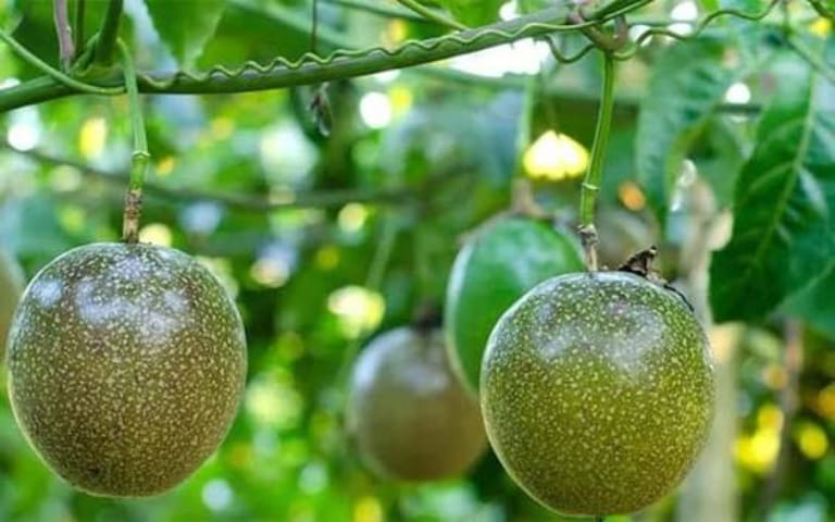Hiểu đúng về chanh dây và tiêu chí chất lượng