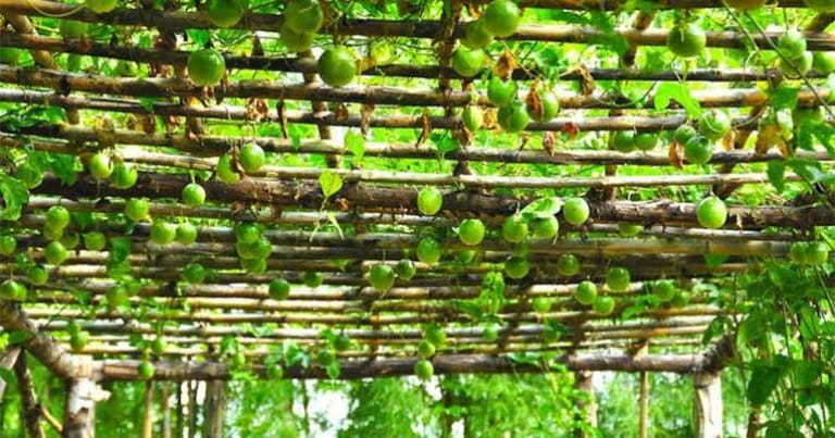 Nguyên tắc chung khi chọn chanh dây
