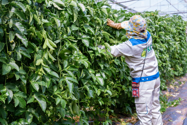 Bạn có nên trồng chanh dây không