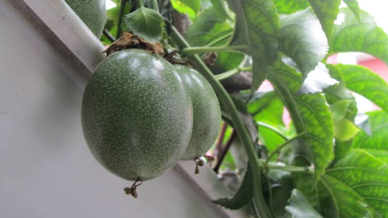 Cách dùng chanh dây chuẩn dinh dưỡng cho từng mục tiêu