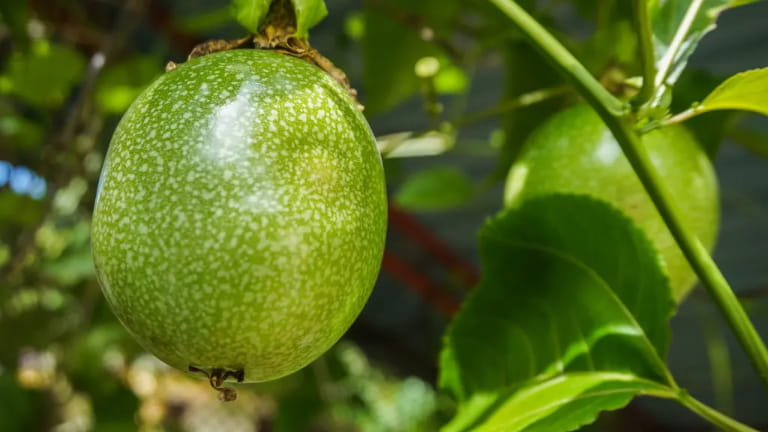 1 quả chanh dây bao nhiêu calo