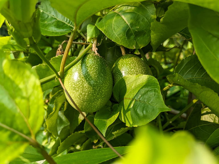 Chanh dây phù hợp với nhóm đối tượng nào?