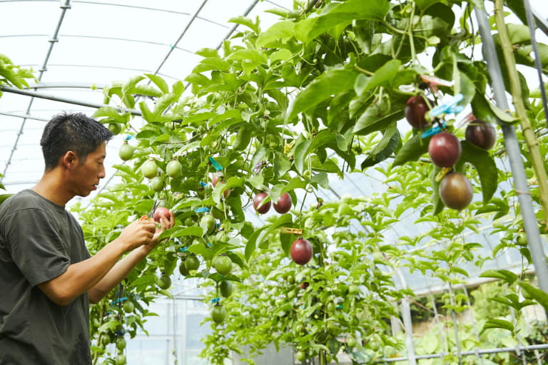Tầm quan trọng của thị trường Trung Quốc đối với ngành chanh dây Việt Nam