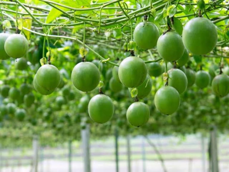 Tiêu chuẩn chất lượng và bảo quản chanh dây