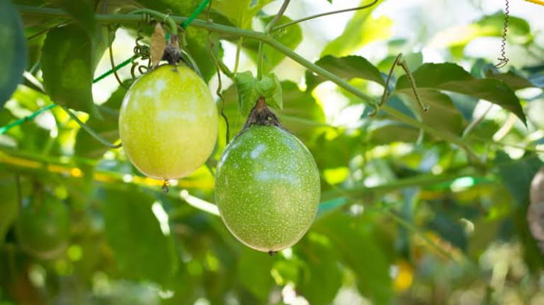 Tác dụng nổi bật của chanh dây