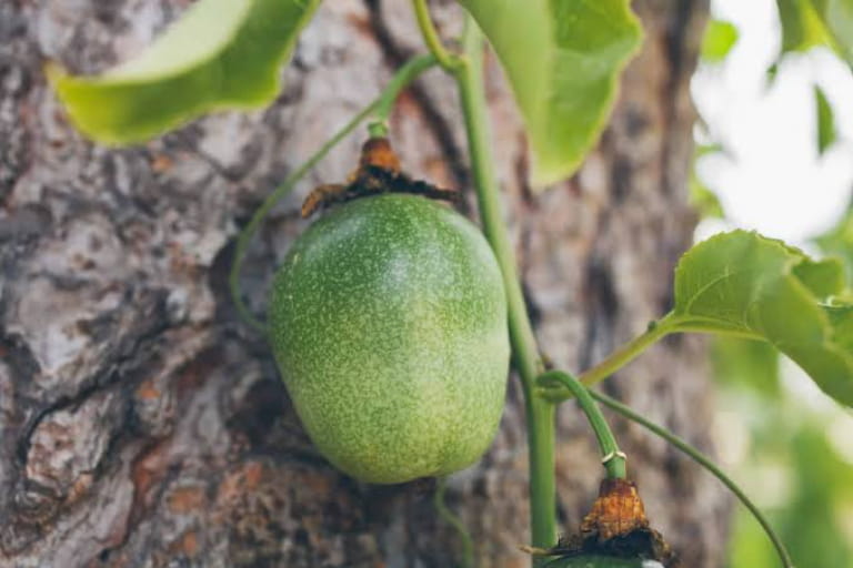 Cách chọn mua và phân biệt giống chanh dây