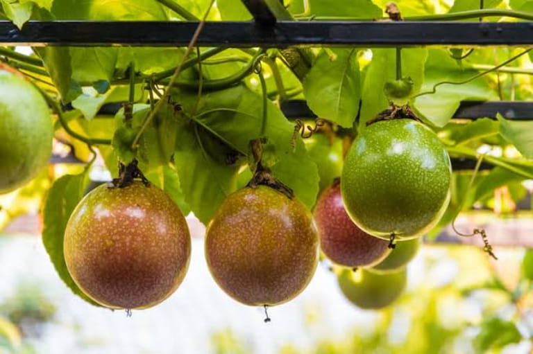 Giá trị kinh tế và cơ hội kinh doanh chanh dây