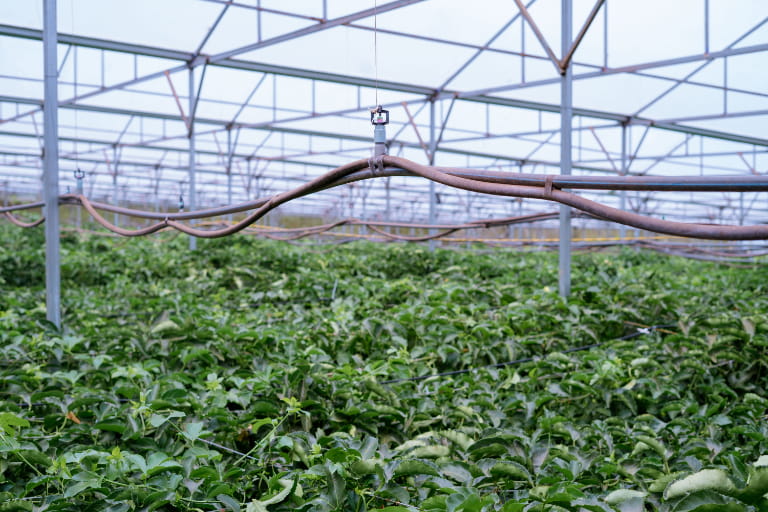 Quy trình đặt hàng chanh dây tại KCR GreenPassion