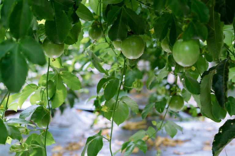 Vì sao chanh dây tạo nên nhiều món ngon đặc biệt