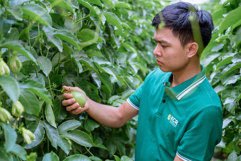 Cách chọn, sơ chế và bảo quản chanh dây
