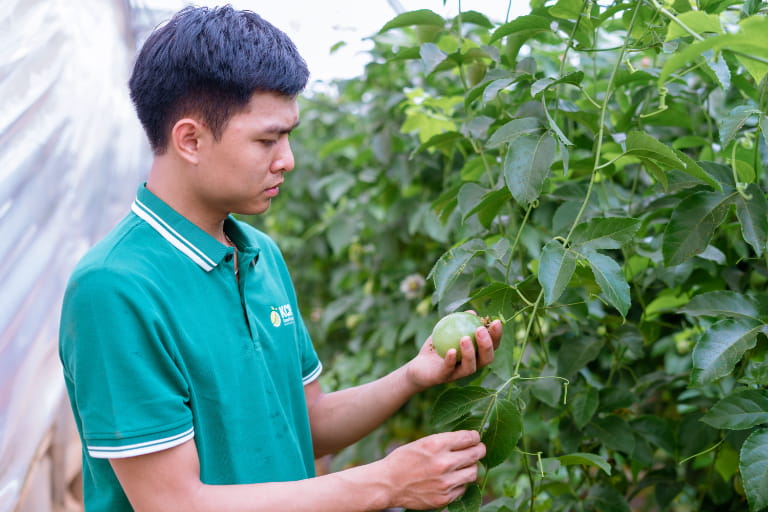 Tổng quan mùa thu hoạch chanh dây và ý nghĩa với người trồng