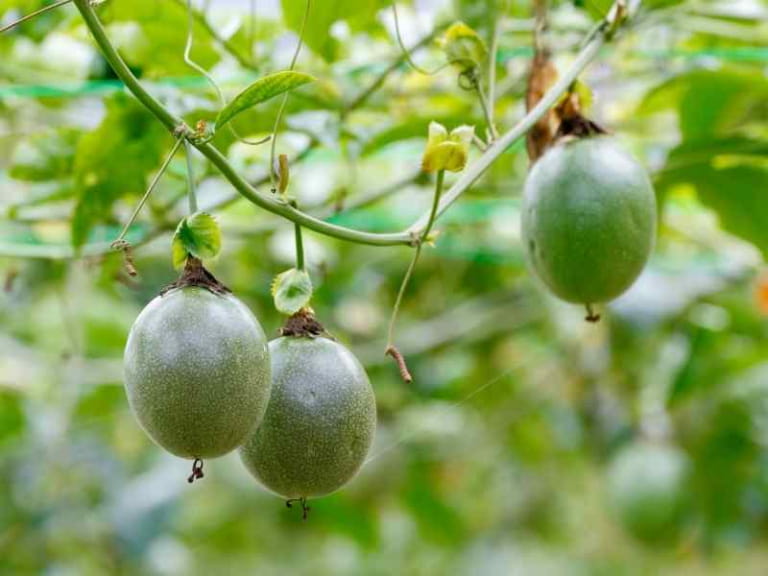 Hiệu quả kinh tế theo mùa thu hoạch