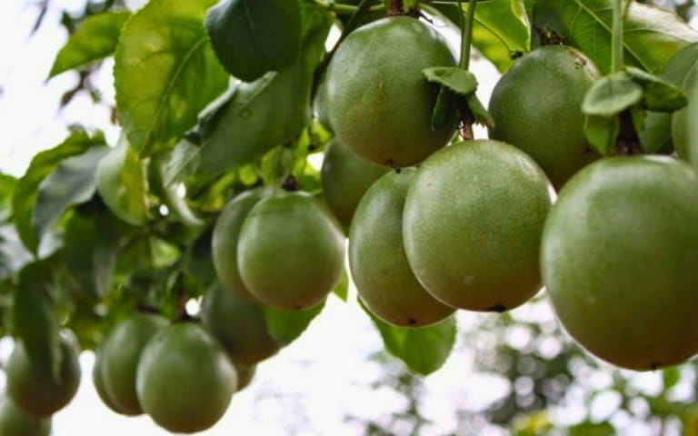 KCR GreenPassion cung cấp chanh dây số lượng lớn