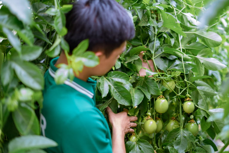 Cách chọn và bảo quản chanh dây chất lượng